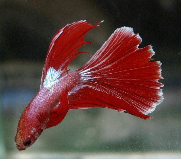 鬥魚也是食用蚊子幼蟲高手，但一個容器只能養一尾。 蕭士塔/攝