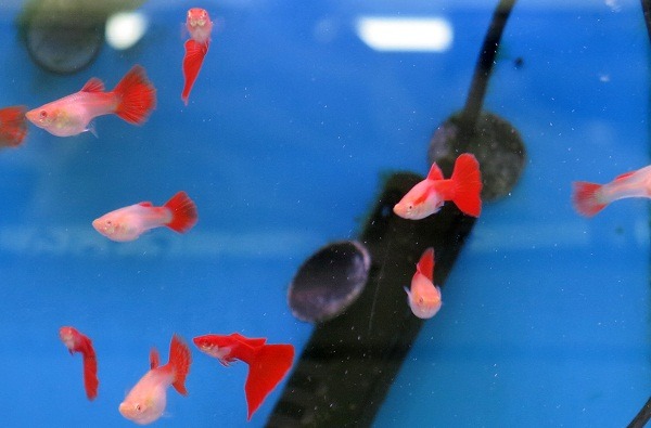 孔雀魚顏色艷麗，繁殖快速飼養容易。  蕭士塔/攝