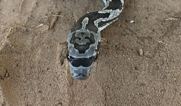 這隻有著太陽眼鏡和八字鬍印記的豹斑蛇,是不是讓你讚歎造物者的奇妙! 取自.thedodo.com