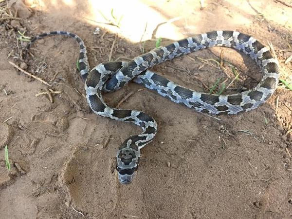 卡莉·格雷在德州州立公園發現的天生時尚酷蛇。取自.thedodo.com