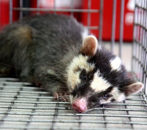 自前年爆發狂犬病迄今仍有鼬獾感染狂犬病死亡的案例。 蕭士塔/攝