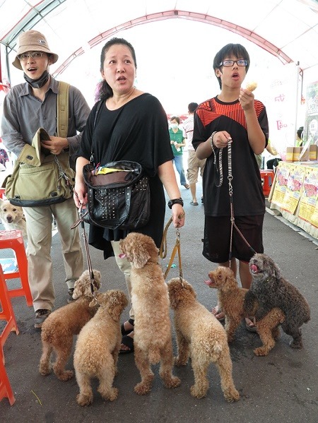 母子牽6隻紅貴賓到現場施打狂犬病預防針,吸引現場目光。 蕭士塔/攝