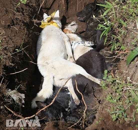 峇里島當局為控制狂犬病疫情,施出毒殺招,人跡罕至的郊區就這樣堆疊著狗屍。取自BAWA