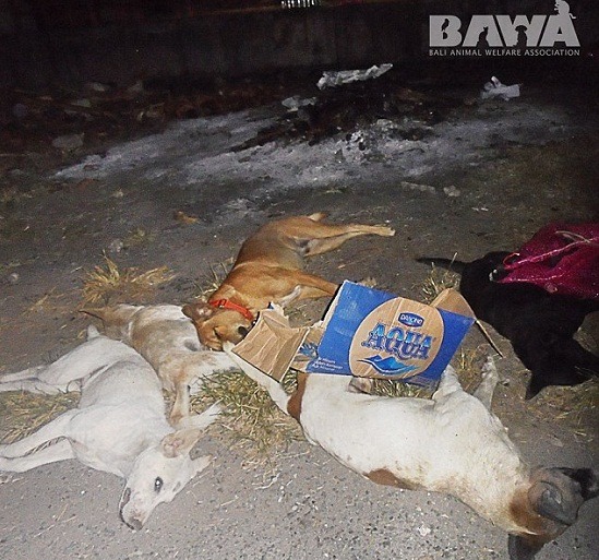 峇里島街道上也可以看見被毒斃的狗隻。取自BAWA