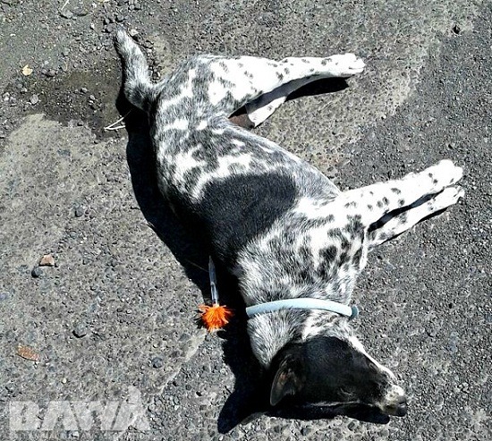 這隻狗的脖子上有項圈,背上還插著毒鏢。取自BAWA