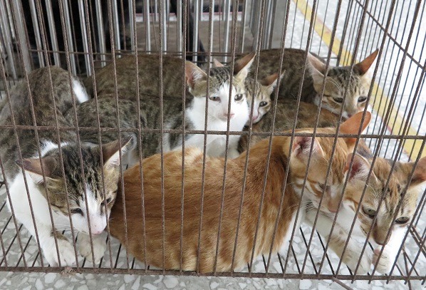 貓飼主在這幾天要想辦法誘捕,在29、30日時帶往左鎮區公所施打疫苗。蕭士塔/攝