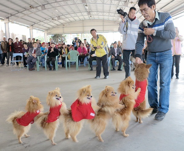 台南市「注疫一下‧狂獾也不怕」活動，將由台南市動保代言團隊──有錢家族六小福的表演揭開序幕。   蕭士塔/攝