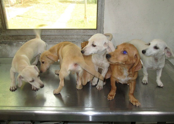 6隻被棄養的頭臘腸犬目前被安置在台南市動物之家善化站。   蕭士塔/攝