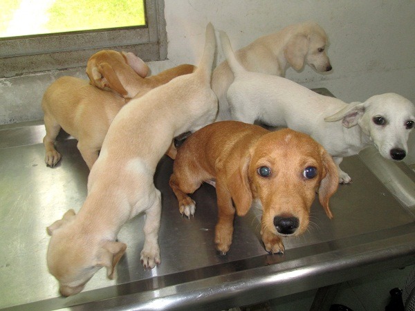  6隻臘腸犬血統不是很純，可能因此遭棄養。    蕭士塔/攝