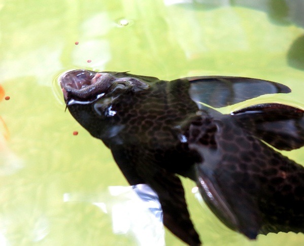 垃圾魚是一種在底層覓食的底棲魚，養在水族箱會以其特化的吸盤口器在玻璃缸壁上吸食有機物。蕭士塔/攝