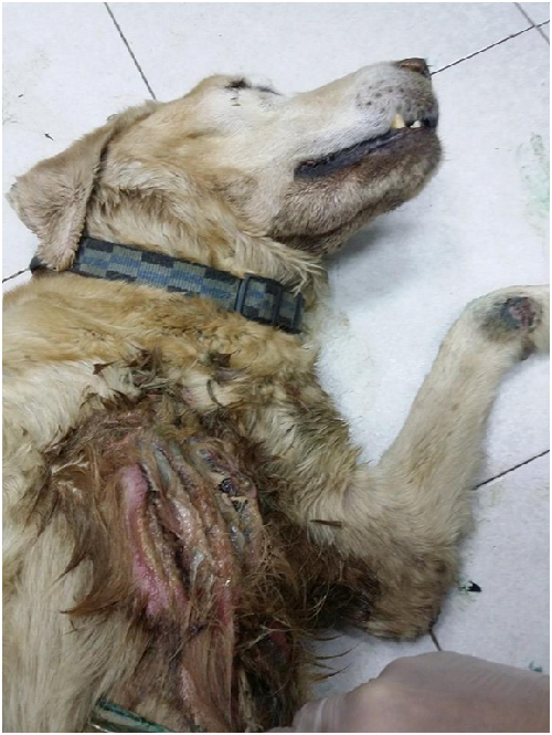 胸前深可見骨的大傷口,收容所工作人員竟然都視而不見嗎? 社團法人台灣愛狗人協會/提供