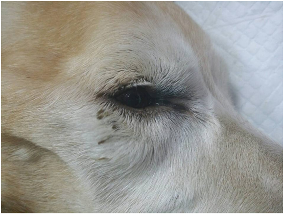 「咚咚」走了，也彰顯公立收容所的「零安樂」會不會是另一個惡夢的開始？   社團法人台灣愛狗人協會/提供