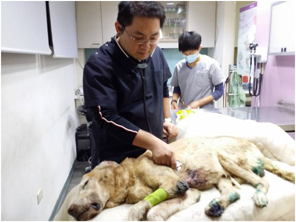 「咚咚」沒有想到被棄養的那一天,竟是牠悲慘生活的起點。 社團法人台灣愛狗人協會/提供