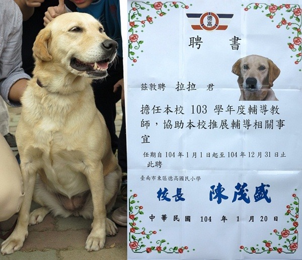 去年耶誕節流浪到校的拉不拉多犬,獲學校發給「正式」聘書,為生命教育立下典範。 蕭士塔/攝