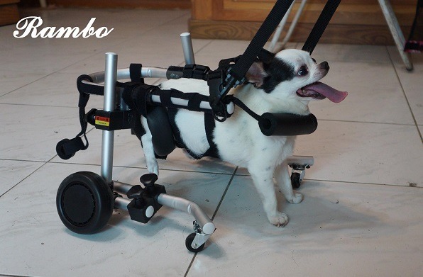 小型犬適用的後輪式鋁合金輪椅，重量近 1000克，但狗狗使用起來並不吃力。 取自dogdogwheelchair