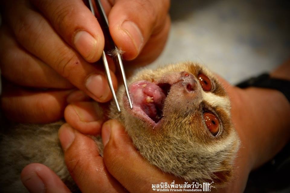 懶猴能分泌毒素，並混合唾液，透過鋒利牙齒咬敵傷敵；卻也因此被交易商狠心拔除或剪掉牙齒。取自WFFT