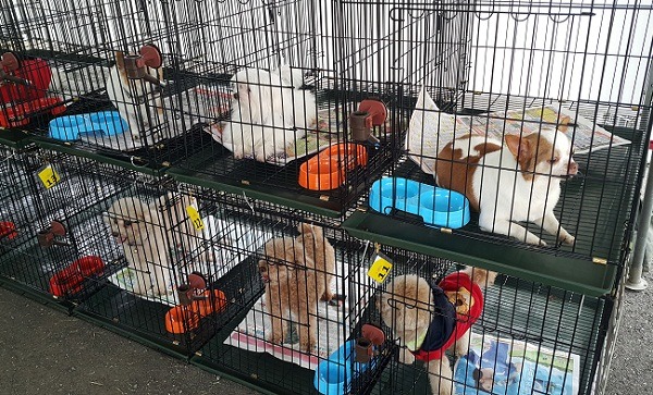 寵物照護站由獸醫師駐站照顧，飼主可以安心託放。   蕭士塔/攝