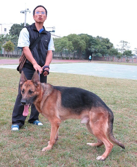 狼犬是全方位犬種，能當工作犬，做寵物也很適合     蕭士塔/攝