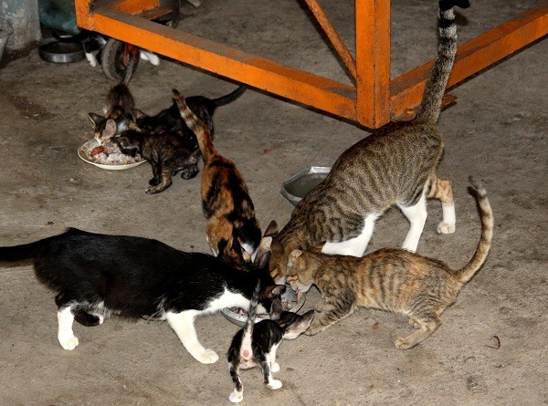 牧場食物來源多，成為貓的聚集地。蕭士塔/攝