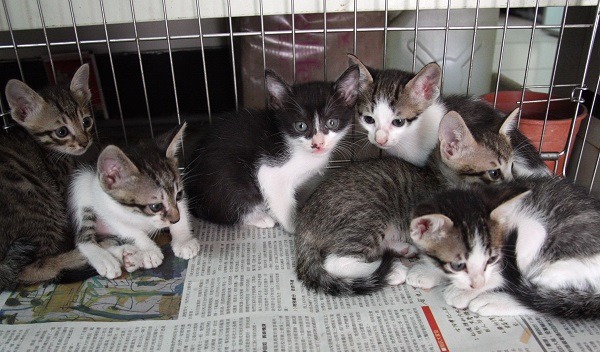 這7隻小貓是1隻母貓所生，繁衍力驚人。蕭士塔/攝