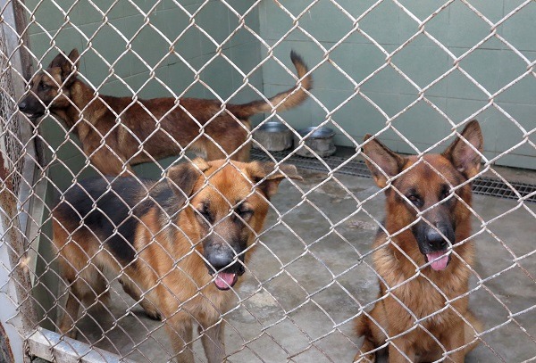 遊蕩在外被捕捉的3隻狼犬，已結紮待認養。蕭士塔/攝
