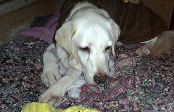 這隻拉不拉多犬被動物醫院檢驗出「出血性腸炎」、「心絲蟲症」，身體極度虛弱，無法站穩。蕭士塔/攝