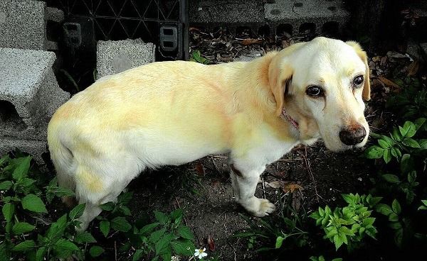 經過李惠文悉心照顧調養，拉拉的身體狀況已有起色。蕭士塔/攝