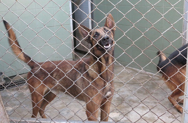 比利時狼犬在七股區捕捉,要比德國狼犬來得兇猛。 蕭士塔/攝