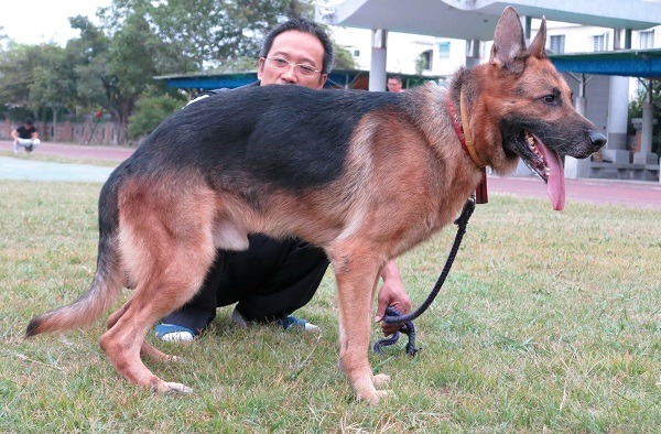 即使志不在比賽的狼犬飼主，也多會將狗養到終老，極少棄養。 蕭士塔/攝