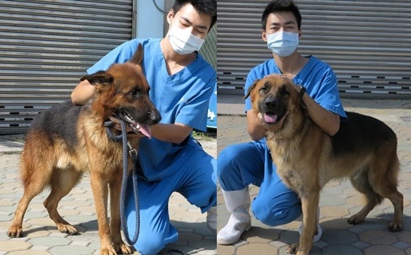 這2隻在漁光里捕捉的狼犬,體型與健康情況良好,性情也很溫馴。右邊這隻耳尖下垂是外觀特徵。蕭士塔/攝