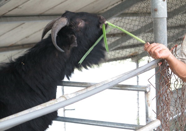 舉凡草食性家畜、寵物幾乎都要食用狼尾草。 蕭士塔/攝