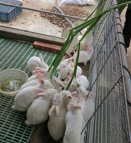 寵物兔也餵食牧草。 蕭士塔/攝