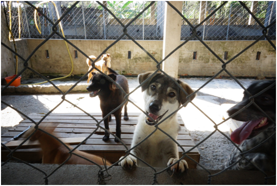從狗園環境、每隻狗的身體狀態，以及狗與人的互動、肢體表情…等等，都能感受得到牠們生活在愛中。　瑭芯/攝