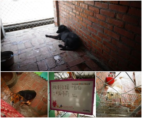 上：雙眼失明幾次摔進大溝的黑狗。下左：中風後腿癱瘓的親人狗狗。下右：被狠心兇殘人割掉舌頭的白白。　瑭芯/攝