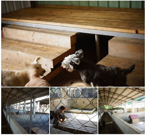 犬舍中，狗狗們都有床，可以選擇水泥地或木板床睡，冬暖夏涼！　瑭芯/攝