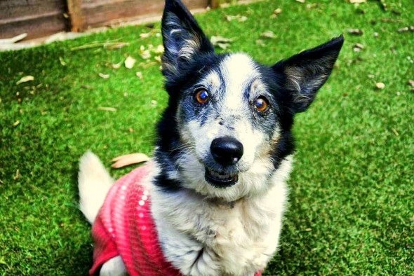 你是在看我嗎?你可以再靠近一點，我沒做微整型，結結實實19歲了，相當於人類90多歲的老奶奶。  取自網路