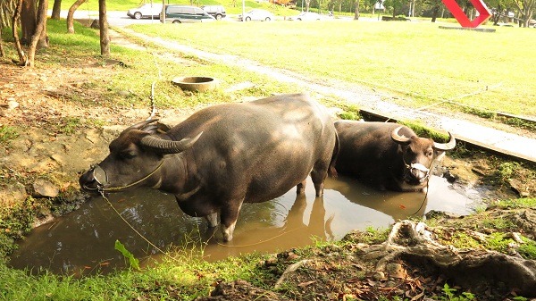 台北藝術大學校園的兩頭水牛已成為校園一景。     蕭士塔/攝
