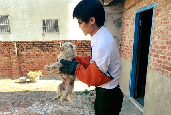 這隻不到4公斤的小瑪爾，在牠和老爺爺共同生活的老宅中，苦候了兩個月，沒等到老爺爺回來，自己卻營養不良、嚴重貧血，還斷了兩根肋骨。陳鵬祥/提供