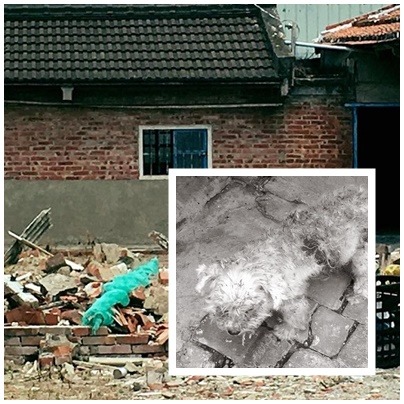 你能想像小瑪爾在這兩個月中，如何獨立生活和覓食嗎? 又如何度過沒有老爺爺相伴的漫漫長夜?  陳鵬祥/提供