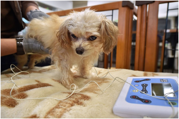 後肢癱瘓的8歲小鈴在Let