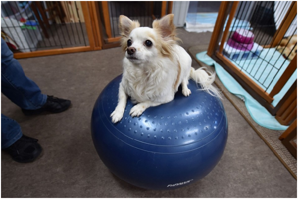 12歲的小波在FitPAWS甜甜圈上進行平衡及肌力訓練。 取自華爾街日報日文版