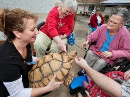 20歲的蘇卡達陸龜謝力是佛羅里達州一家安養中心的「龜醫生」，極富療癒功能。 取自網路