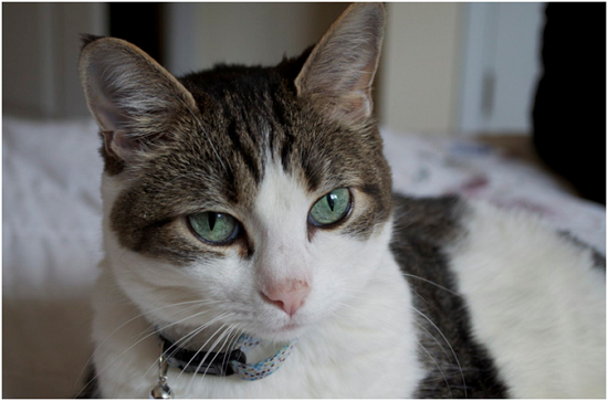 原是流浪貓的比斯利女士(Mrs. Beasley) ,目前住在凱霍加(Cuyahoga)的老人之家。