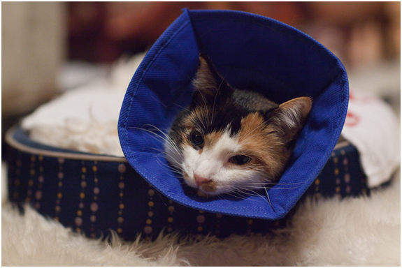 低調的獸醫師陳一德不願入鏡，但他強調毛小孩不會說話，他們的健康要靠毛爸媽及獸醫師的努力。 Alan Turkus / 攝