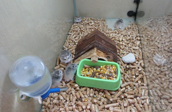 要養多隻老鼠同籠，飼料必須要充足，老鼠才不會因爭地盤而打架互咬。  蕭士塔/攝 　　　　　　　　　　　　