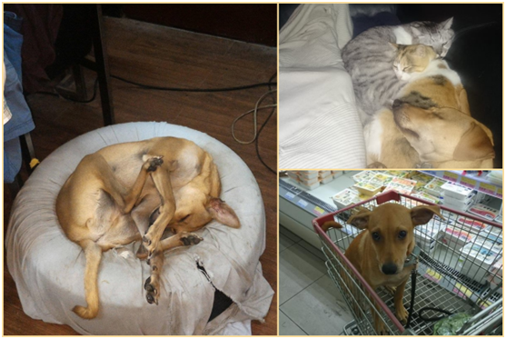 2歲的Louie用「苦肉計」找到長期飯票，跟Michael 原有的兩隻貓咪相處融洽。    Michael/提供