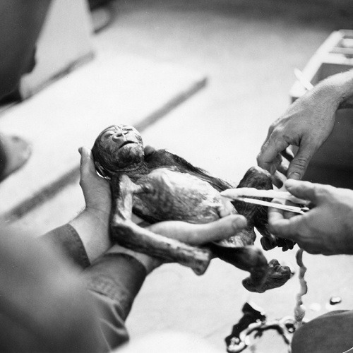 60年前，在動物園裡誕生的卡洛，體重1.7公斤、身長38公分，比人類嬰兒小多了。  取自Columbus Zoo and Aquarium