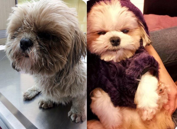 這是因癱瘓被棄養的「樂樂」，經Juno Lin救援有了良好照顧後，牠最終自癒而且康復了，同時獲得鍾愛牠的家人，現在非常幸福。  林靚/提供