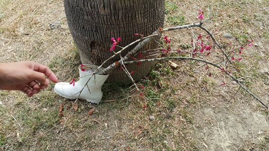 讀者投訴，夜晚帶小孩前往公園散步，小孩被用來造景的雨鞋櫻花絆倒而受驚嚇！ 陳尚宣/攝