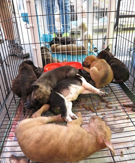 送交到動物之家的仔犬，大都能順利被認養。  蕭士塔/攝